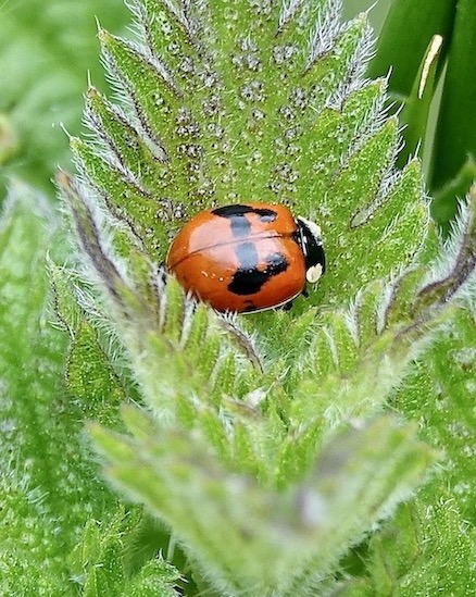 2-spot bleeding spots